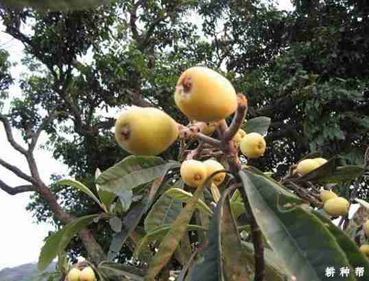 长虹3号枇杷特点(长虹枇杷有几个品种)